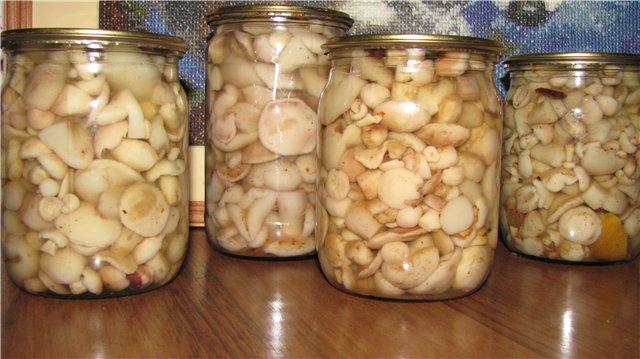 Рецепты маринованных маслят под капроновыми крышками: как мариновать грибы