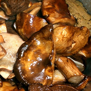 Рецепты приготовления свинушек: способы, как готовить грибы с фото, видео и пошаговым описанием