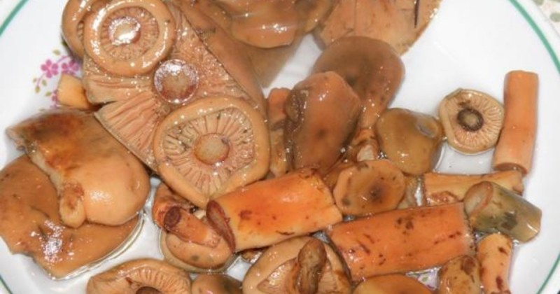 Рыжики, мороженные на зиму: можно ли морозить грибы и как правильно это делать