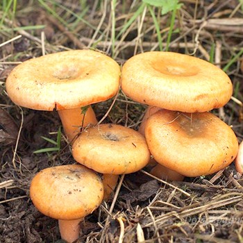 Рыжики: польза и вред для организма человека грибов в сыром, соленом и маринованном виде