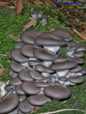 Сбор вешенок в лесу: время сбора грибов в лесу