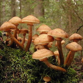 Сбор вешенок в лесу: время сбора грибов в лесу