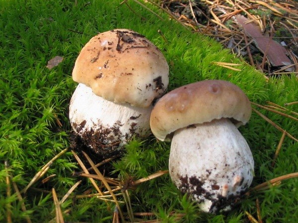 Сезон сбора лисичек: где растут и когда лучше собирать грибы в средней полосе
