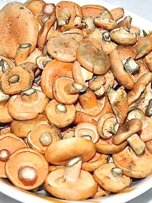 Соленые рыжики под прессом: сколько дней солить грибы и что делать, если они заплесневели