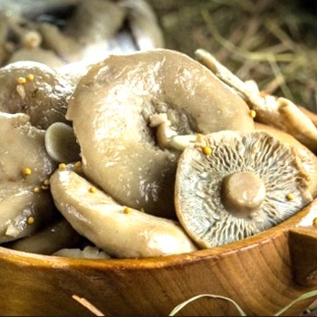 Способы соления грибов груздей в домашних условиях: рецепты с видео пошагового соления