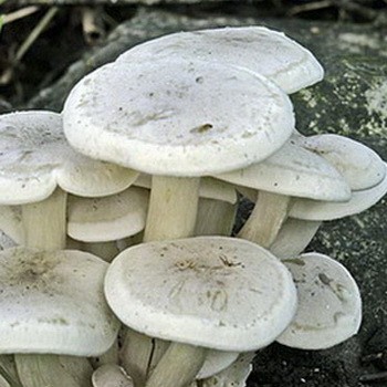 Сросшаяся рядовка (lyophyllum connatum): ядовит или съедобен гриб, способы приготовления