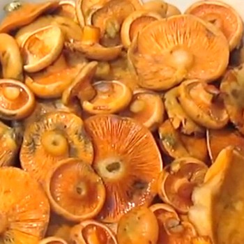 Сухой посол рыжиков: фото, рецепты, как солить грибы, видео засолки и использования заготовок