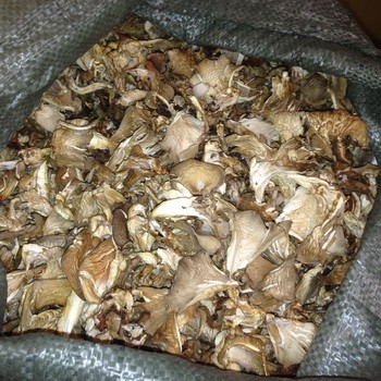 Сушеные вешенки: как сушить грибы и готовить из них блюда