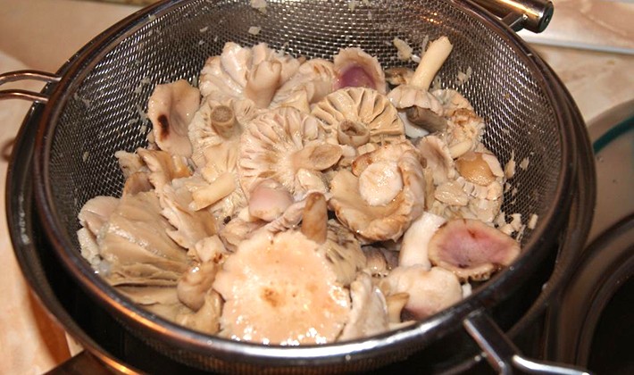 Сыроежки на зиму: фото, рецепты приготовления грибов с пошаговой инструкцией