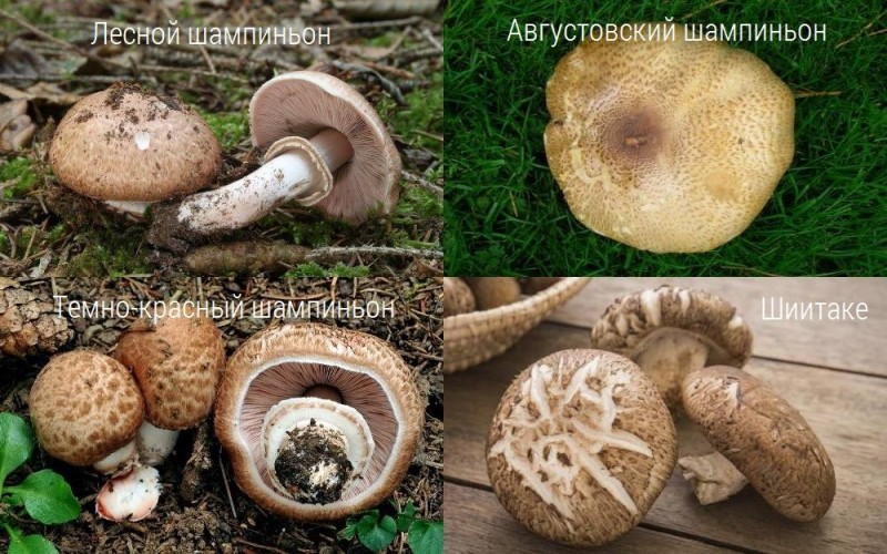 Условия и технология выращивания грибов шиитаке на даче на бревнах, в теплице и автоклаве