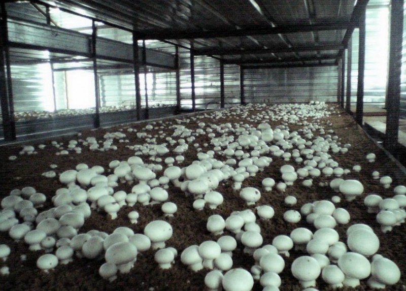 Условия выращивания грибов шампиньонов в подвале, технология выращивания промышленным способом с фото и видео