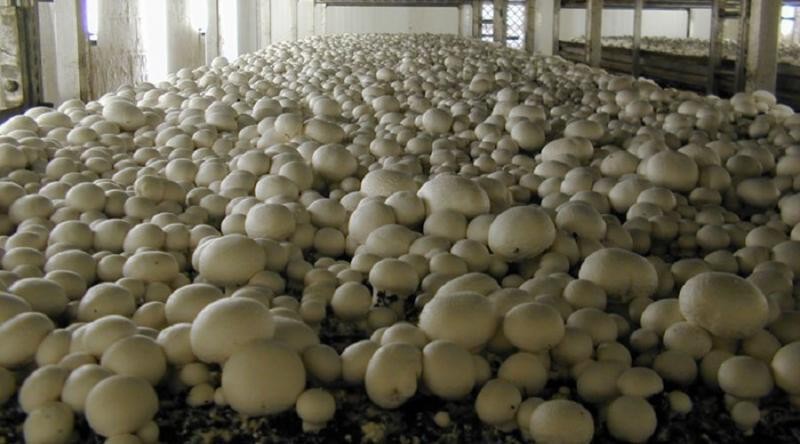 Условия выращивания грибов шампиньонов в подвале, технология выращивания промышленным способом с фото и видео