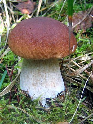 В каких местах растут белые грибы: фото и видео, где искать боровики
