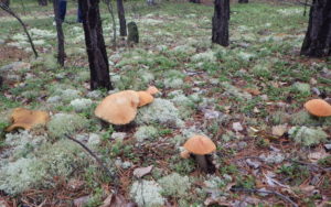 В каких местах растут белые грибы: фото и видео, где искать боровики