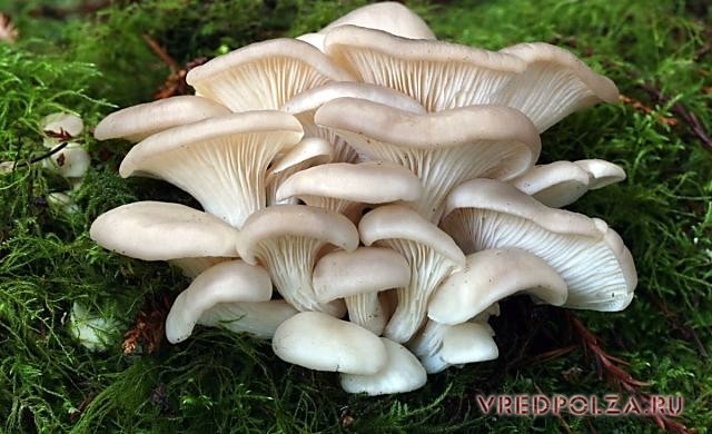 Вешенки: польза и вред для организма человека, влияние грибов на здоровье