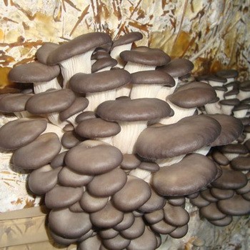 Вешенки: польза и вред для организма человека, влияние грибов на здоровье
