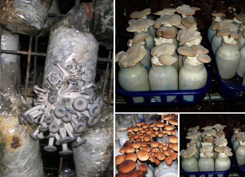Выращивание грибов вешенок: фото и видео, условия и оборудование камер для разведения вешенок