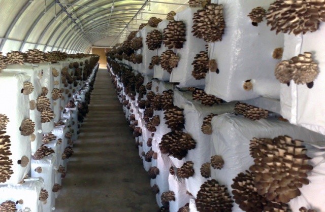 Выращивание грибов вешенок: фото и видео, условия и оборудование камер для разведения вешенок