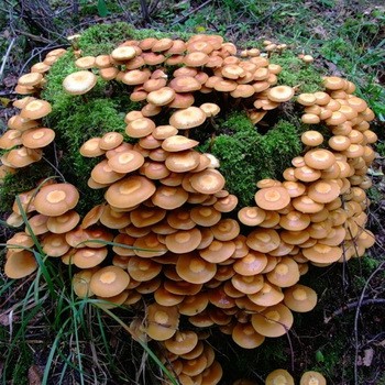 Выращивание мицелия грибов опята на даче и в домашних условиях и видео, как вырастить опята