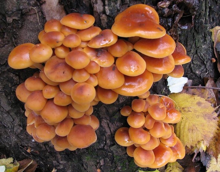 Выращивание мицелия грибов опята на даче и в домашних условиях и видео, как вырастить опята