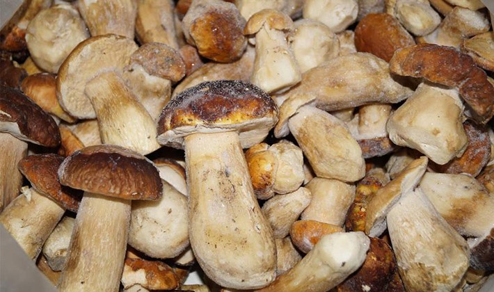 Заморозка белых грибов: рецепты заготовки на зиму с видео и советами по приготовлению боровиков