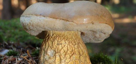 Желчный гриб (горчак): фото, описание; как отличить желчный гриб