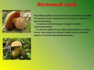 Желчный гриб (горчак): фото, описание; как отличить желчный гриб