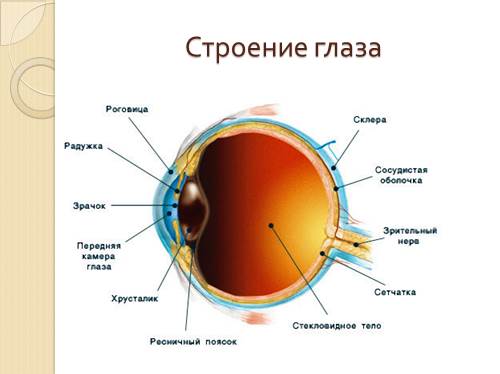 Анатомия глаза – все о зрении