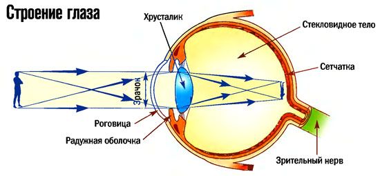 Анатомия глаза – все о зрении