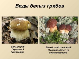 Белые грибы: фото, описание видов и разновидностей (березовый, сосновый) и другие названия белого гриба