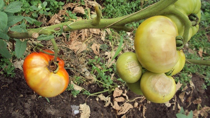 Болезни помидоров в теплице: причины возникновения и меры борьбы