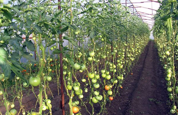 Болезни помидоров в теплице: причины возникновения и меры борьбы