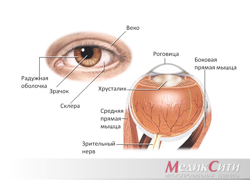 Диагностика заболеваний по сетчатке глаза – все о зрении