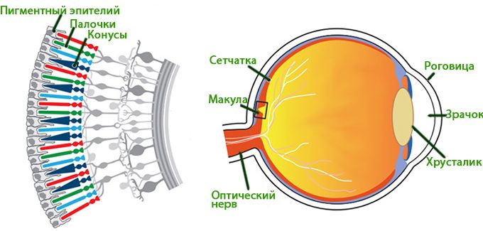 Диагностика заболеваний по сетчатке глаза – все о зрении