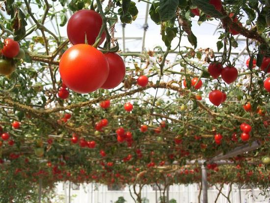Для чего и как поливать помидоры марганцовкой