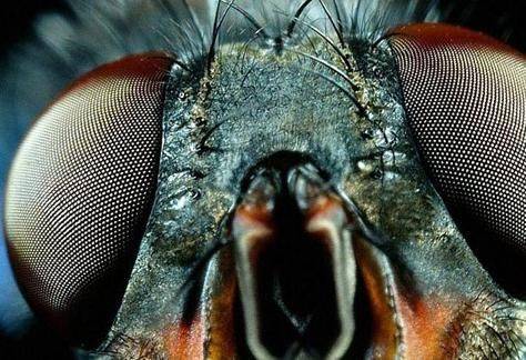Глаз насекомого стал прототипом при создании нового устройства – все о зрении