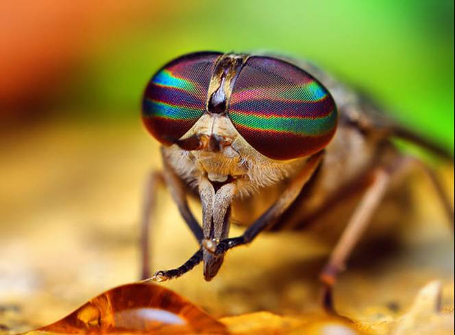Глаз насекомого стал прототипом при создании нового устройства – все о зрении