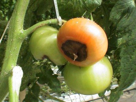 Гниль на помидорах в теплице: почему возникает и что делать для ее устранения
