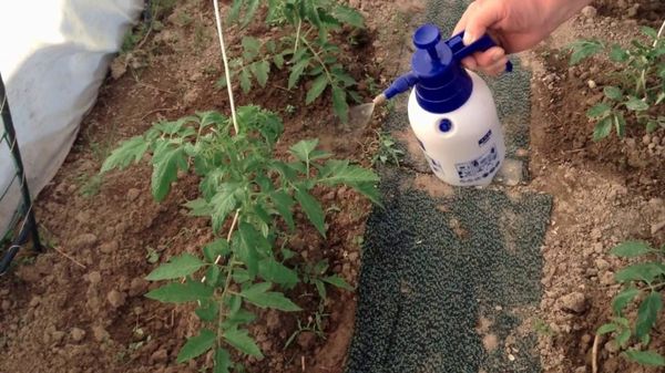 Использование йода для подкормки помидоров