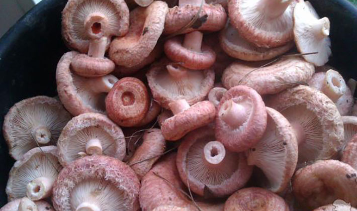 Как быстро и вкусно засолить и замариновать волнушки: рецепты маринованных и соленых грибов