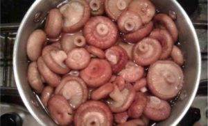 Как быстро и вкусно засолить и замариновать волнушки: рецепты маринованных и соленых грибов