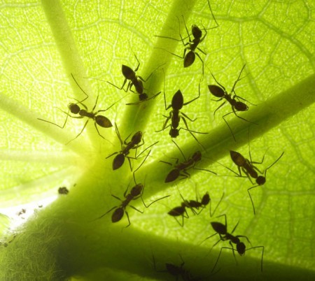 Как быстро избавиться от муравьев в теплице