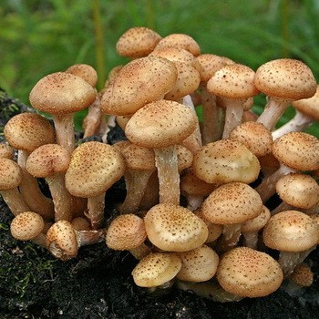 Как быстро растут грибы опята в лесу за сутки, и какая погода нужна для роста