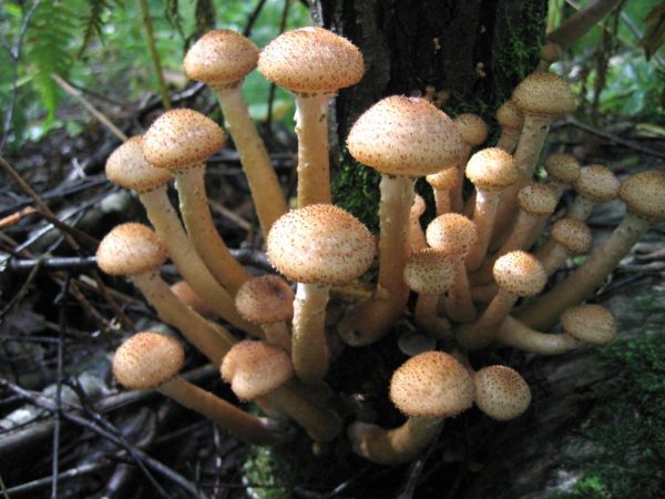 Как быстро растут грибы опята в лесу за сутки, и какая погода нужна для роста