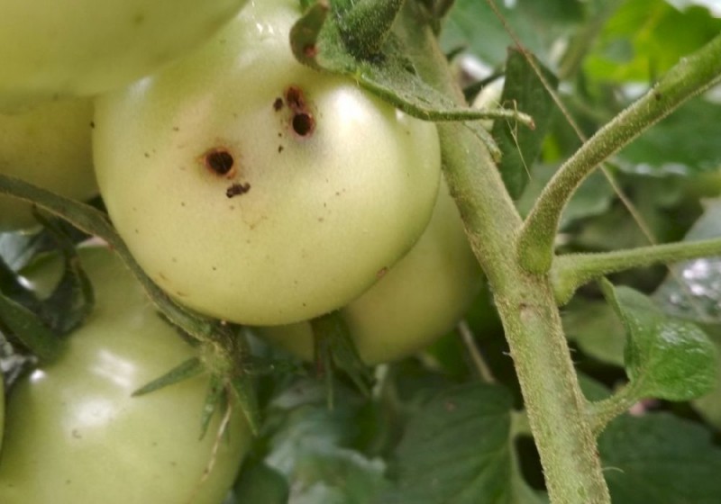 Как избавиться от гусениц на помидорах в теплице