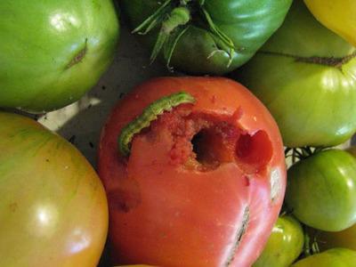 Как избавиться от гусениц на помидорах в теплице