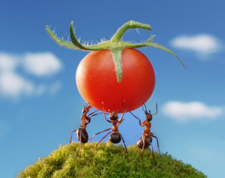 Как избавиться от муравьев в теплице с помидорами?
