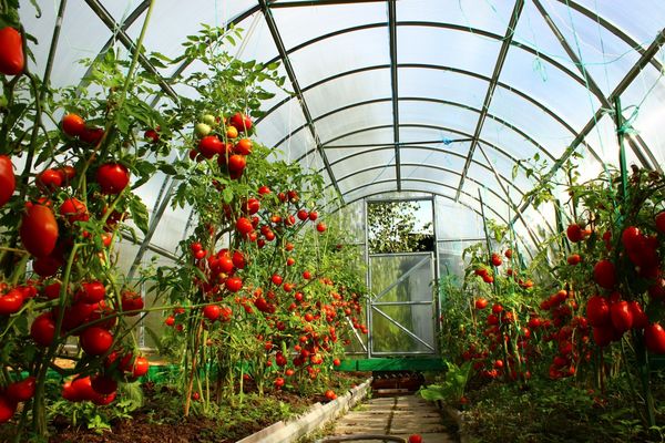 Как осуществляется правильное мульчирование томатов в теплице?