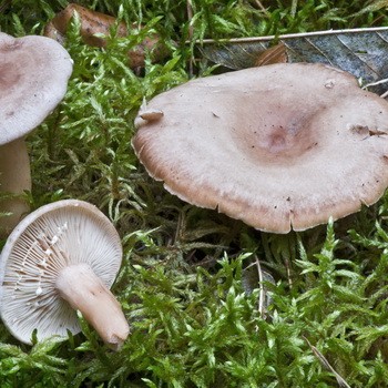 Как отличить гриб волнушку от других грибов: сходства и различия