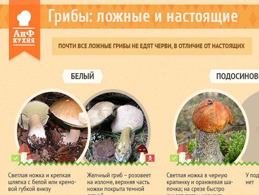 Как отличить ложные лисички от настоящих: фото, видео съедобных грибов и их несъедобных двойников